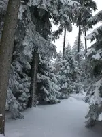 Garten Febr.2010 012.webp