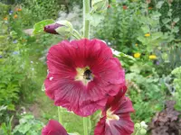 002.webp