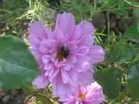 001.webp