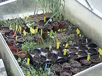 Gartenfrühbeet.webp