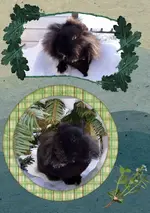 Puschi.webp