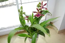 DSC_0007.webp