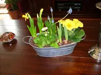 Frühling im Wz2.webp