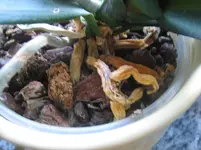 Orchideen 001.webp
