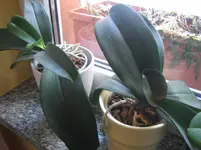 Orchideen 004.webp