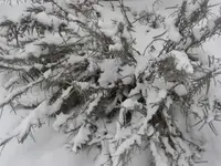 Februar 2010 005.webp