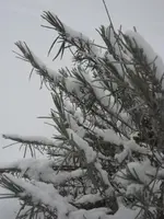 Februar 2010 006.webp