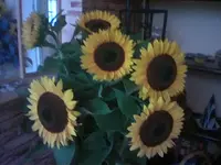 Foto(04).webp