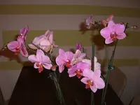 CIMG3105.webp