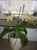 CIMG3106.webp