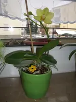CIMG3107.webp