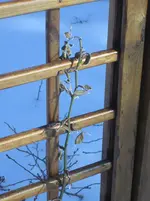 Das ist Veilchenblau.webp