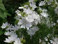 Garten Juli4 014.webp