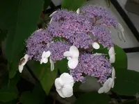 Garten Juli10 010.webp