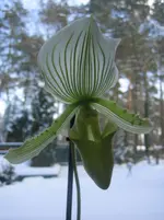 Orchideen 006.webp