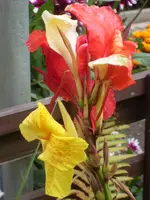 SL375203.webp