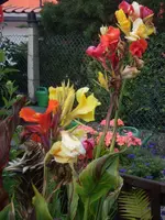 SL375219.webp