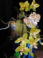 CIMG9351.webp