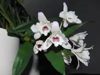 CIMG9357.webp
