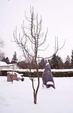 war_fruchtlos (2).webp