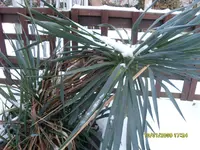 Winterbilder 10 Jan2009 009.webp