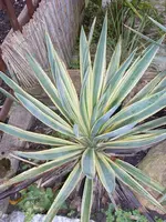 dez., 001.webp