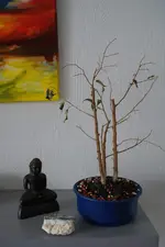 Bonsai_1.webp