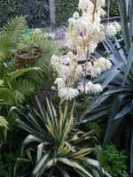 SL374892.webp