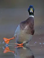 Ente.webp