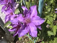 Gartenclematis1.webp