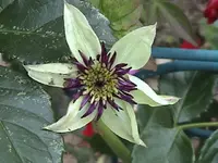 Gartenclematis3.webp