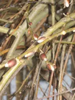 Februar 2010 003.webp