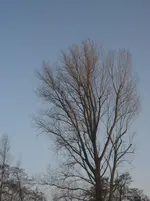 Februar 2010 006.webp