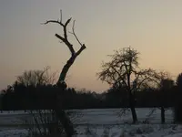 Februar 2010 007.webp