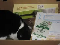 Katzen 003.webp