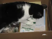 Katzen 004.webp