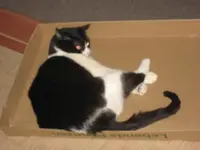 Katzen 002.webp