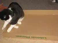 Katzen 001.webp