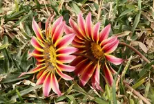 IMG_5401(1).webp