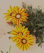 IMG_5412(1).webp
