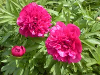 DSC00255.webp