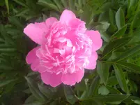 DSC00283.webp
