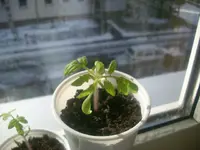Tomaten 17.02.2010 017.webp
