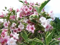 20.06.2009 017.webp