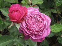 Rose 5.webp