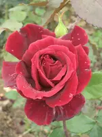 rose 3.webp