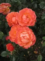 ROSE 2.webp