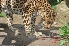 Maus+leopard A v.webp