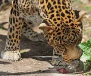 Maus+leopard A v (1).webp