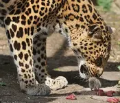 Maus+leopard A v (2).webp